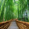 bosque de bambu